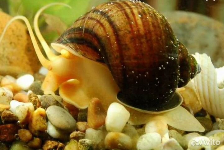 Продажа аквариумных рыбок