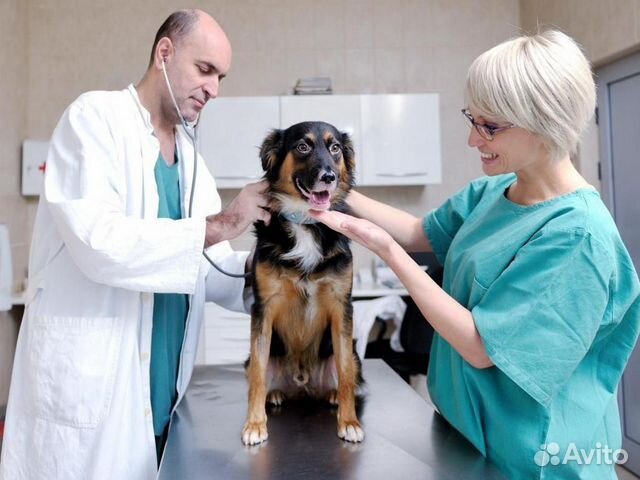 Ветеринар врач на дом Одинцово