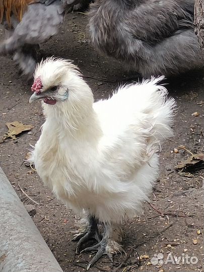 Молодые петухи