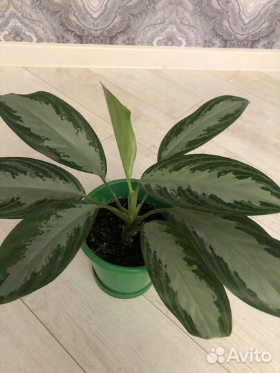 Аглаонема Сильвер бей