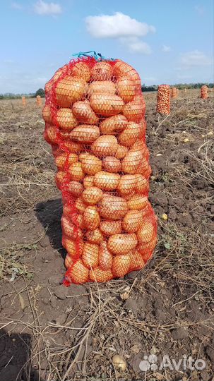 Продам картофель