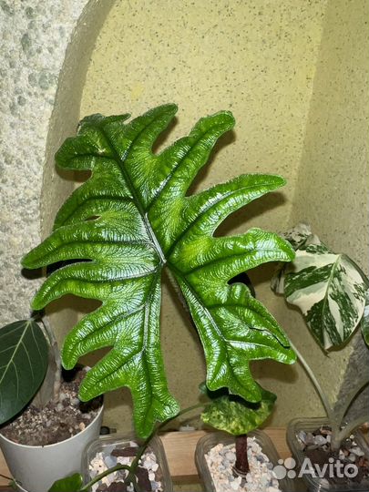 Алоказия Жаклин, детка