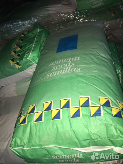 Семена Мятлик Клевер белый газон Италия