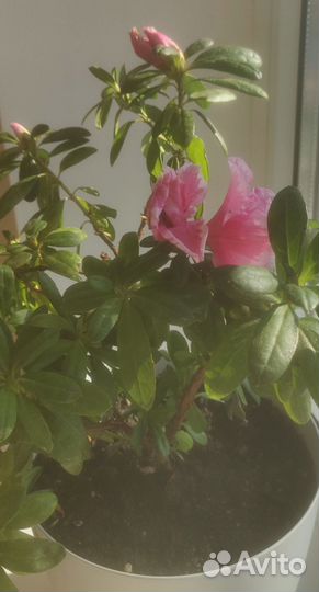 Азалия комнатная