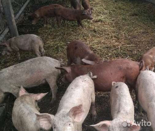 Поросята