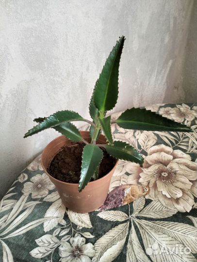 Каланхоэ лечебное