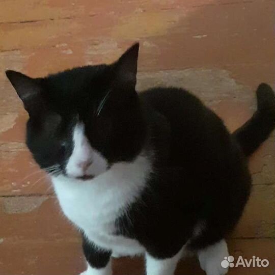 Кот в добрые руки