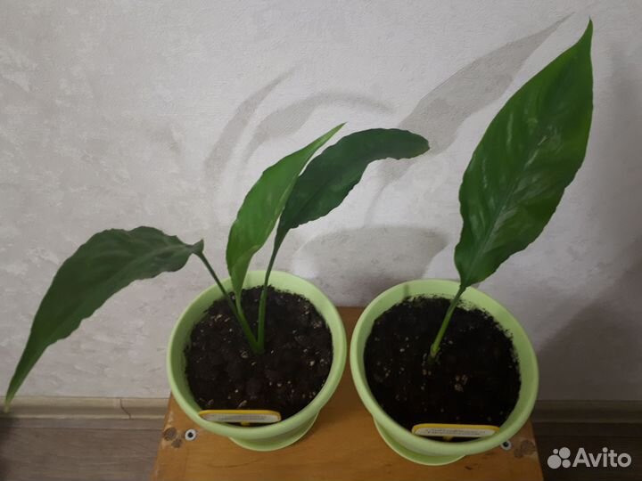 Цветы домашние в горшках