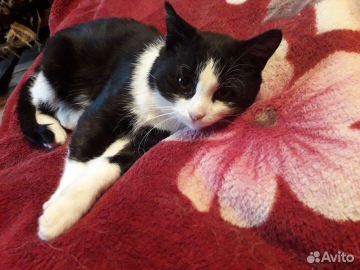 Молодой котик Гоша 1 год ищет семью