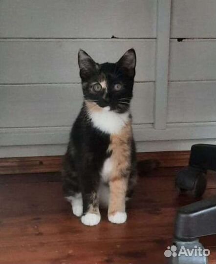 Котенок Ксюша в добрые руки