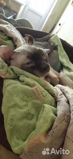 Сфинкс эльф