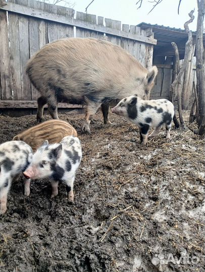 Кабаны домашние