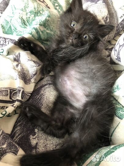 Черный котенок девочка