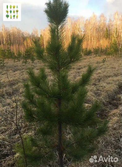 Крупномер сосна с гарантией