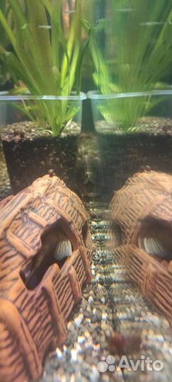 Гуппи, Пара Анциструс, золотой анцитрус