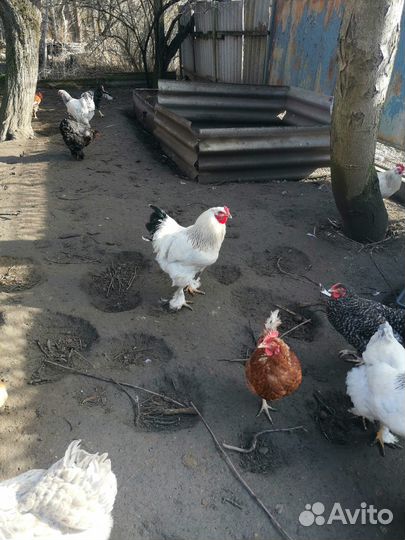 Инкубационное яйцо