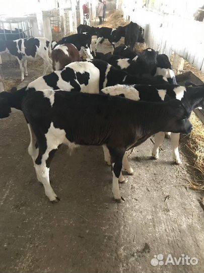 Телята, бычки и телки