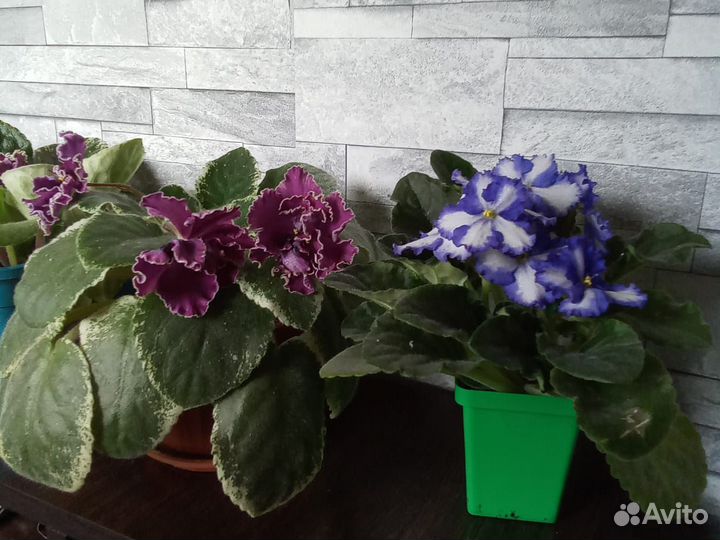 Фиалки сортовые