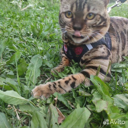 Бенгальская кошечка
