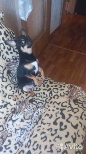 Вязка собак чихуахуа