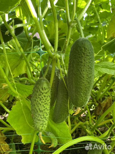 Огурцы домашние