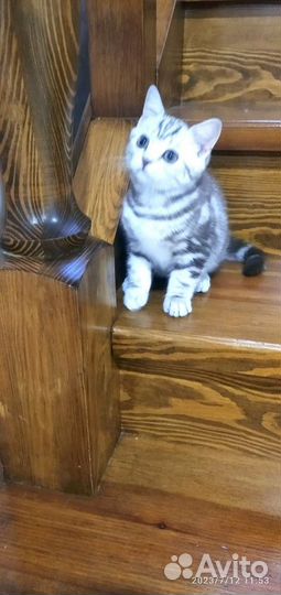 Британские котята