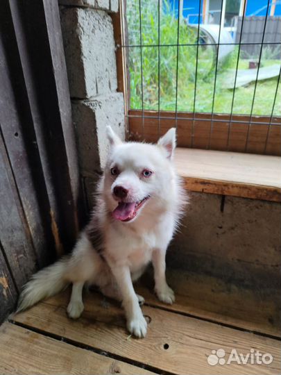 Помски мини хаски