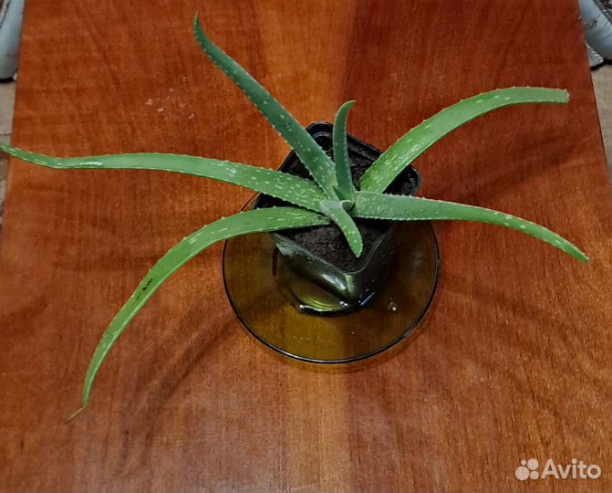 Алоэ вера растение