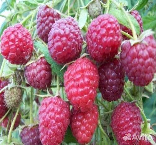 Саженцы малины, Нижегородец,Челябинская,Патриция