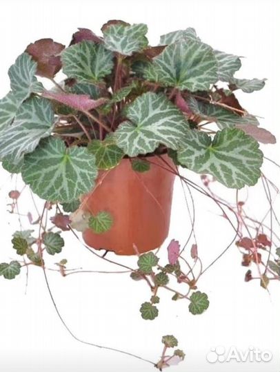 Домашнее растение