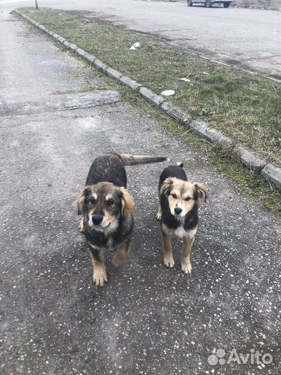 Мальчики Щенки в добрые руки