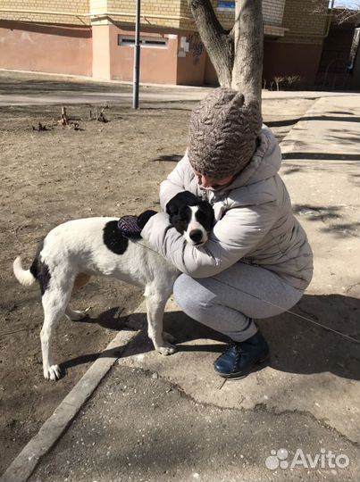 Пристраивется необыкновенно умная собака