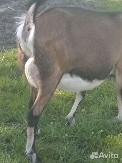 Баранчики, коза котная. Обмен