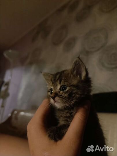 Котенок в добрые руки
