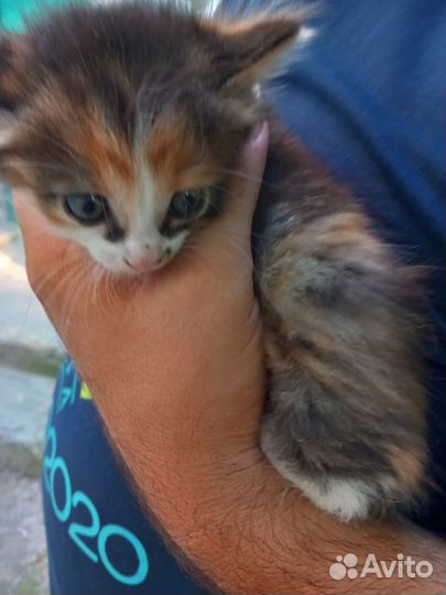 Отдам котят в добрые руки
