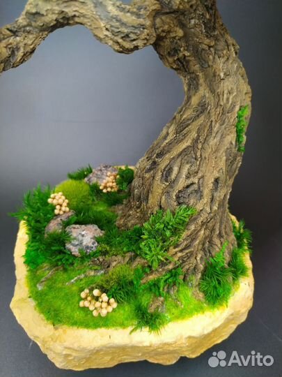 Бонсай Подарок