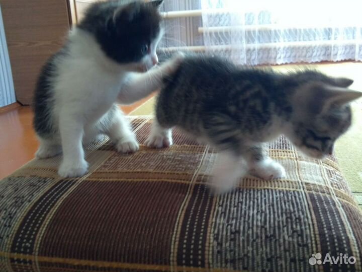 Котята в добрые руки