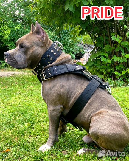 Амуниция для собак