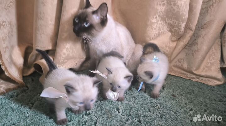 Тайские котята