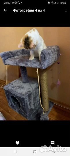 Домик для кошки,когтеточка новый
