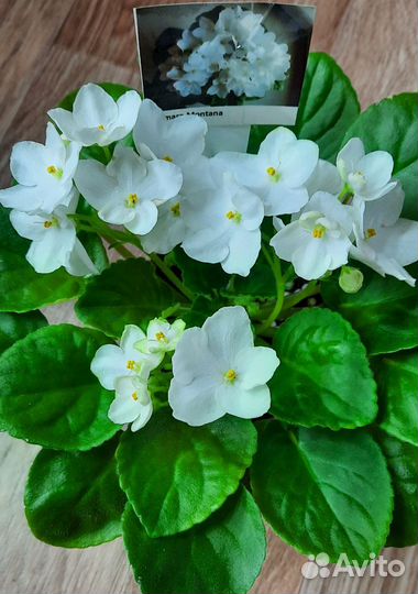 Сортовые фиалки