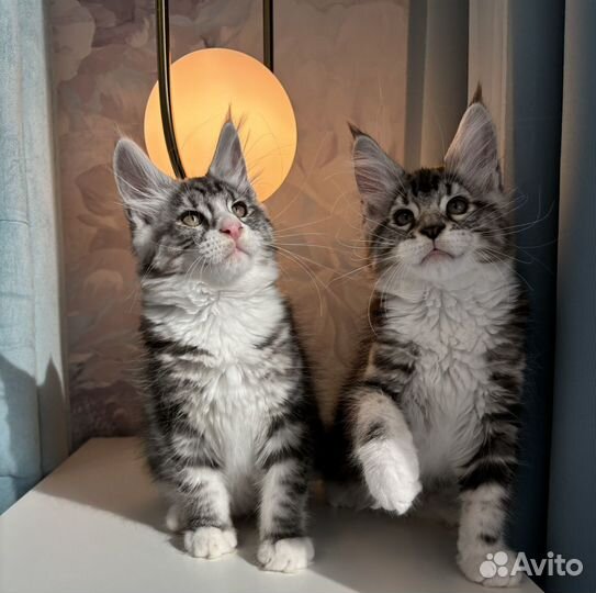 Мейн-кун котята серебро