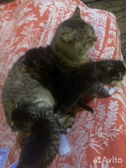 Котята