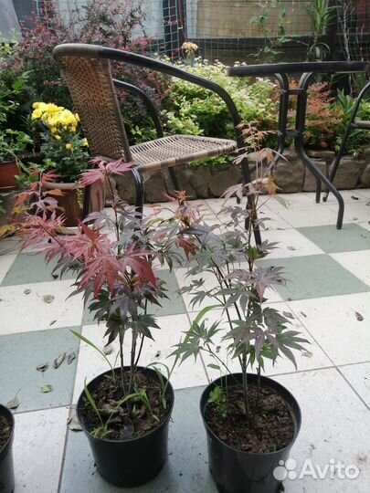 Клены японские Атропурпуреа