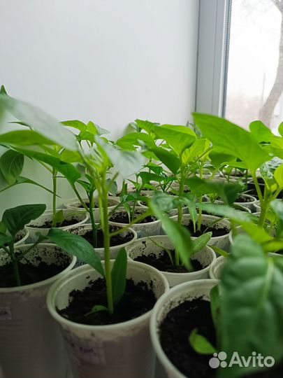 Рассада помидор, перец, капуста, баклажан, огурцы