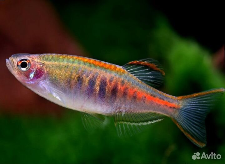 Данио Хопра (Danio choprae)