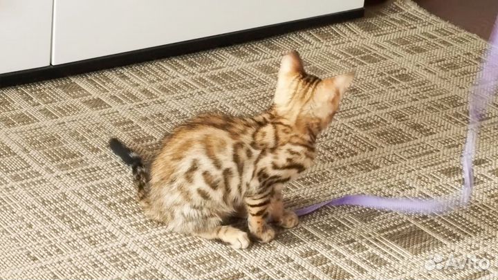 Бенгальские котята