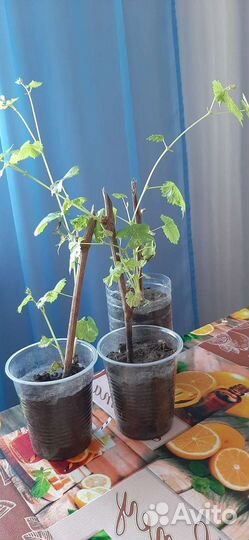 Винограда саженцы