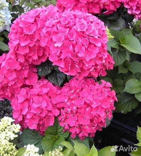 Гортензия крупнолистная (Бесконечное лето)