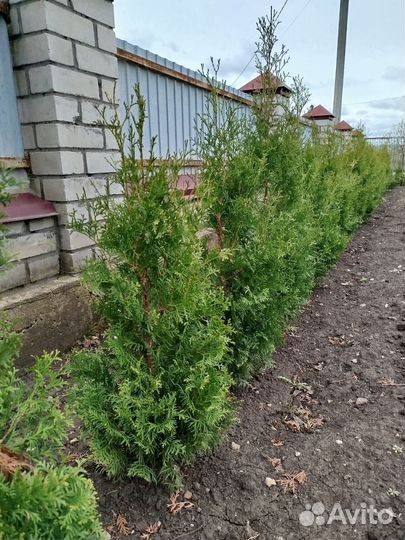 Туя Смарагд